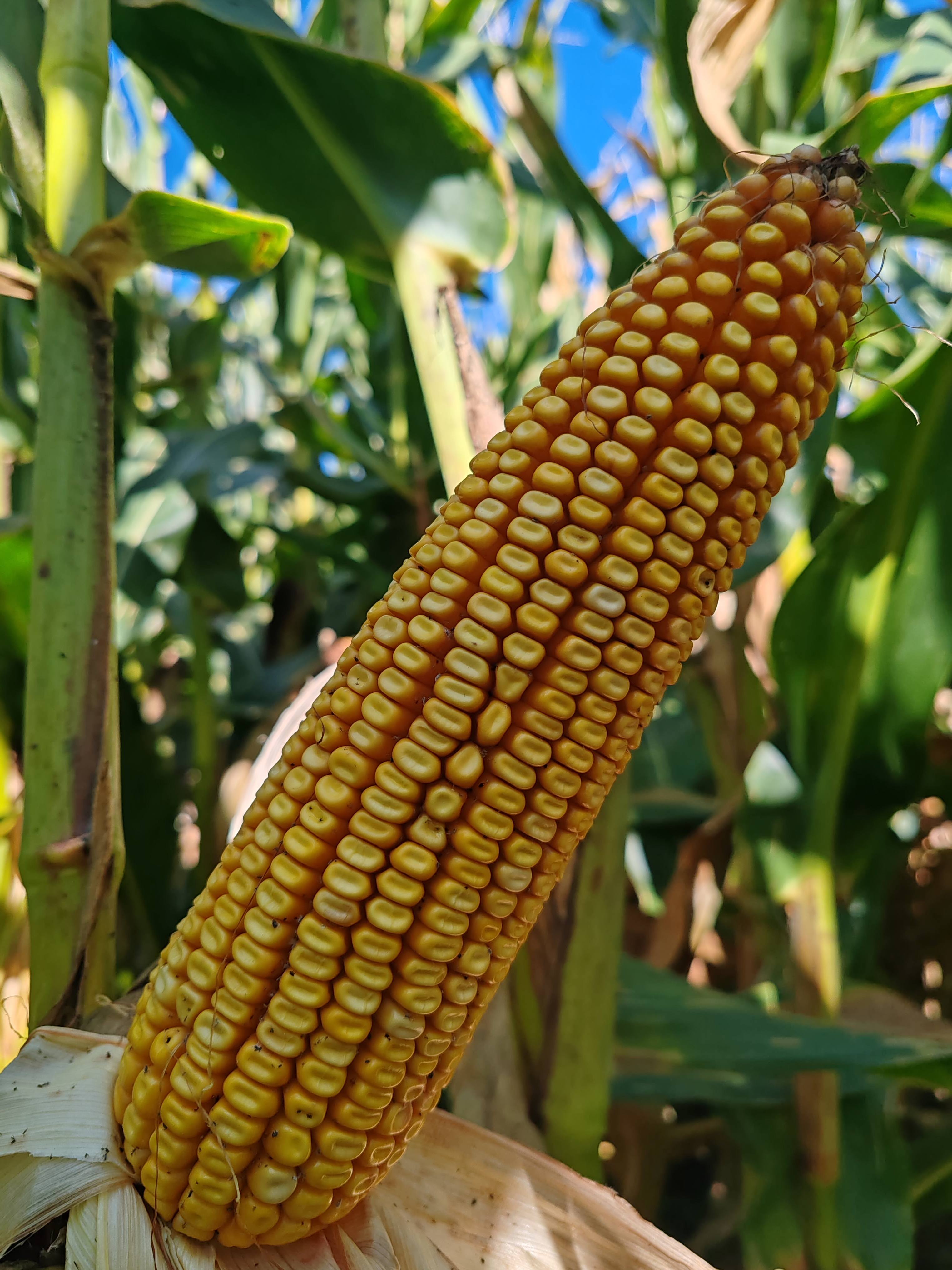 5、福源玉999.jpg 5、福源玉999.jpg